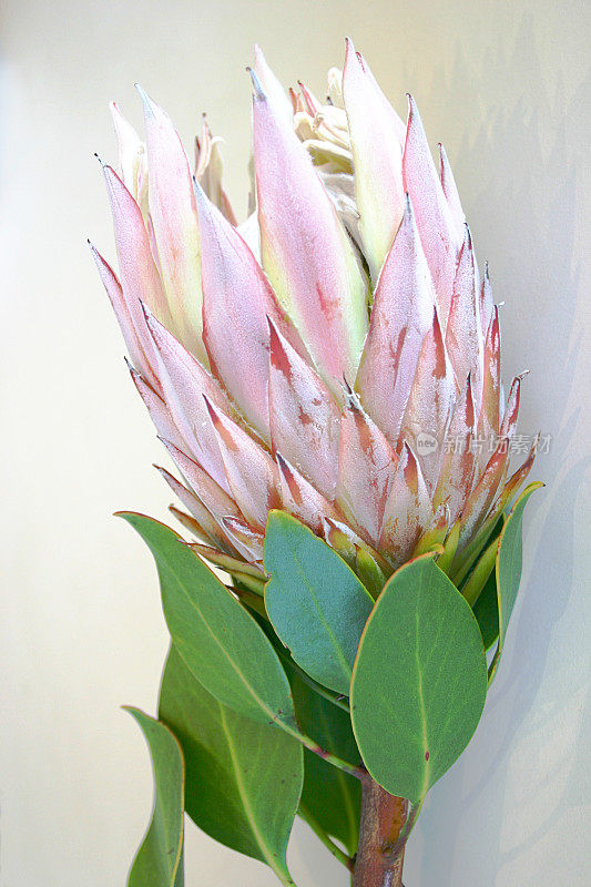 国王Protea -野花特写